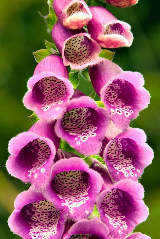 Pink Foxgloves - ID: 13924407 © Clyde Smith
