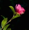 A Camellia