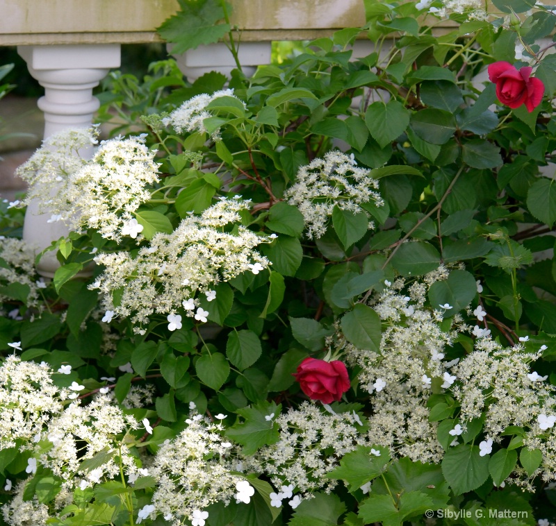in my garden: Hydrangea  and Etoile d'Hollande - ID: 13924758 © Sibylle G. Mattern