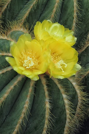 Cactus Flowers