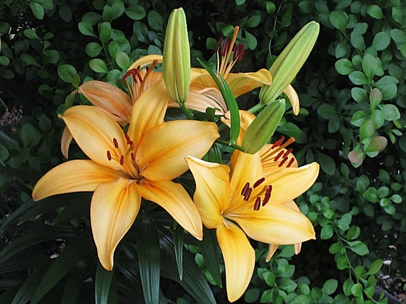 Seize the Day Lilies