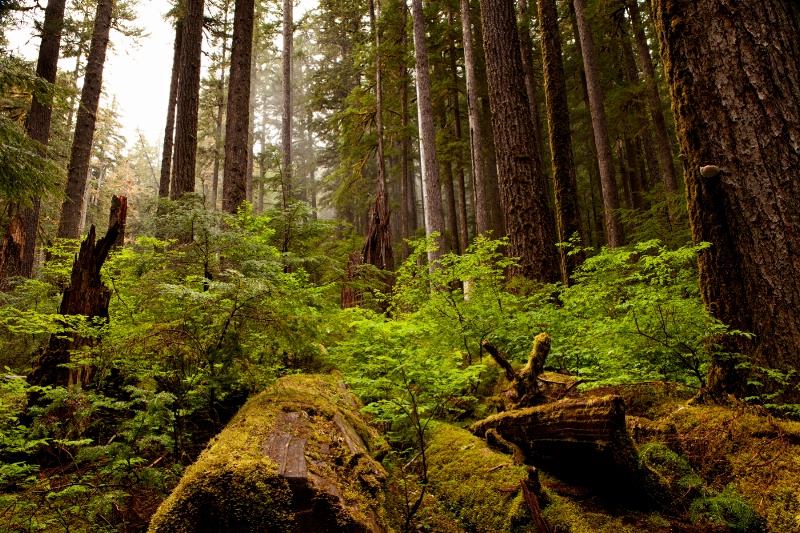 Sol Duc Mist