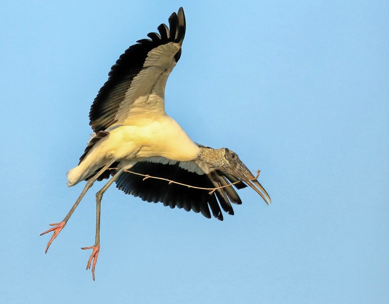 Woodstork With Nesting Material