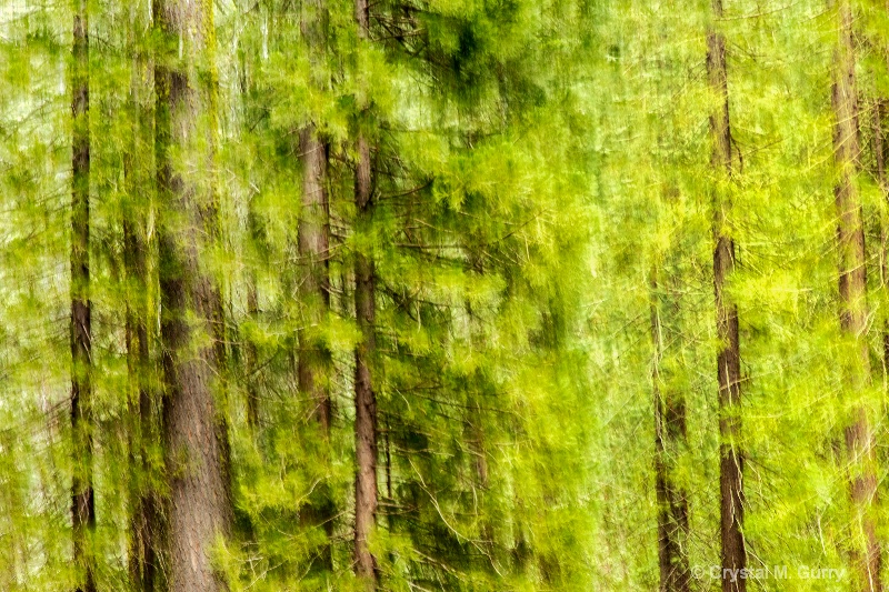 Woods Abstract