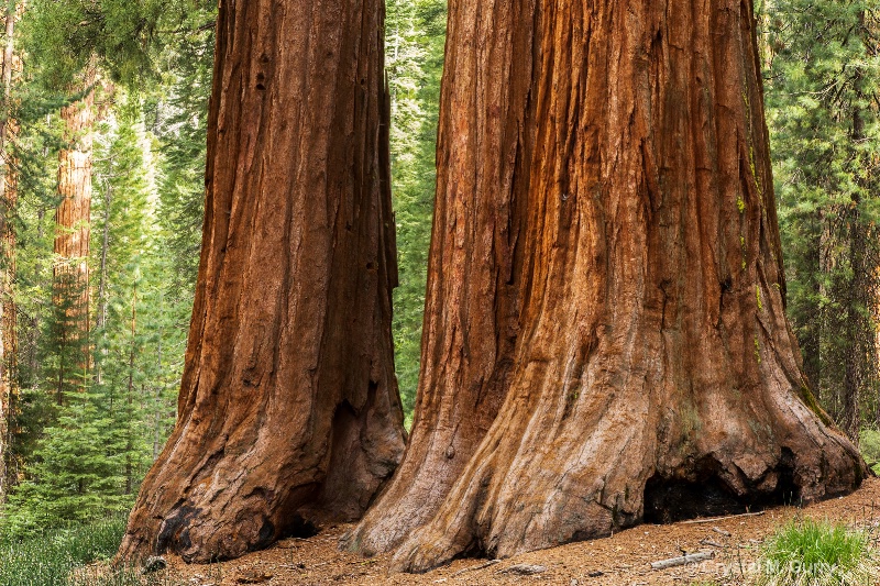 Sequoia Trees, Mariposa Grove
