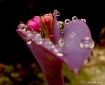Morning Dew~A Les...