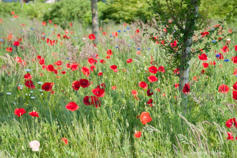 Colors of summer