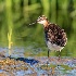 © Leslie J. Morris PhotoID # 13928651: Wilson's Phalarope