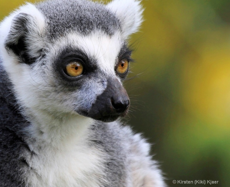 Lemur Catta