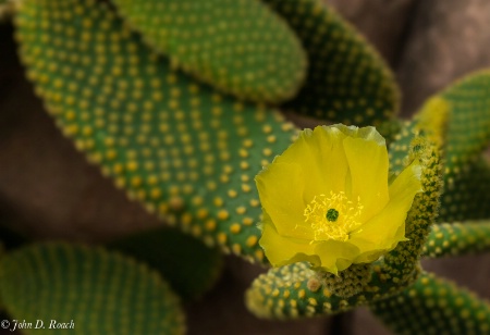 Cactus Flower