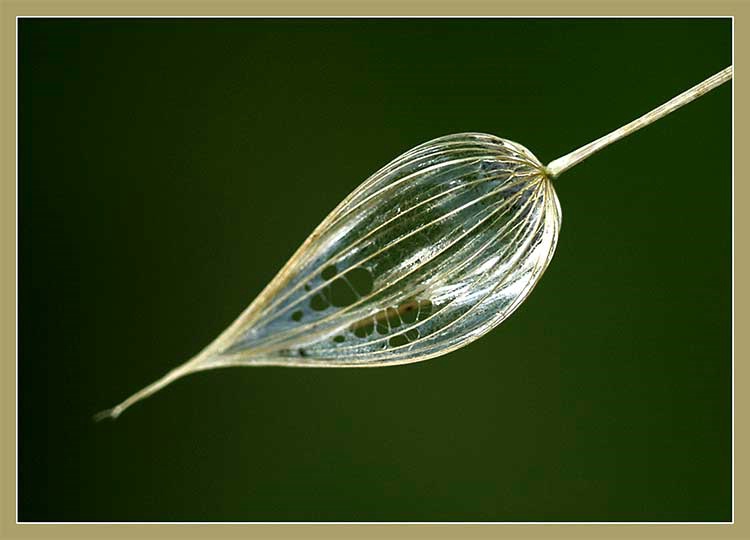 Dandelion Pollen