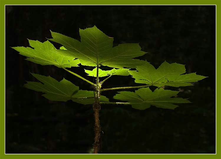 Dappled Light