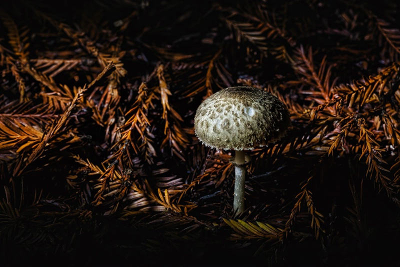 Forest Fungi