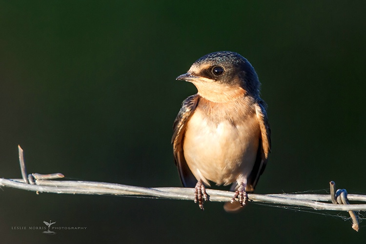 Young Barn Swallow - ID: 13931958 © Leslie J. Morris