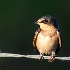 © Leslie J. Morris PhotoID # 13931958: Young Barn Swallow