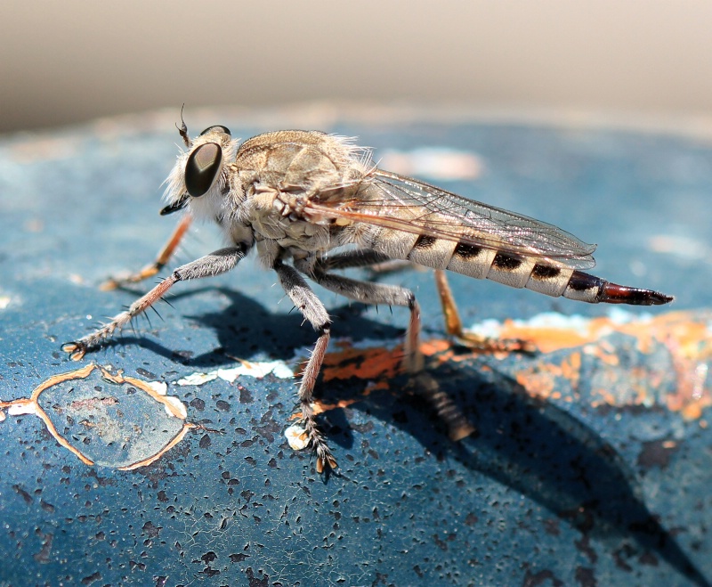 Robber Fly Pitstop