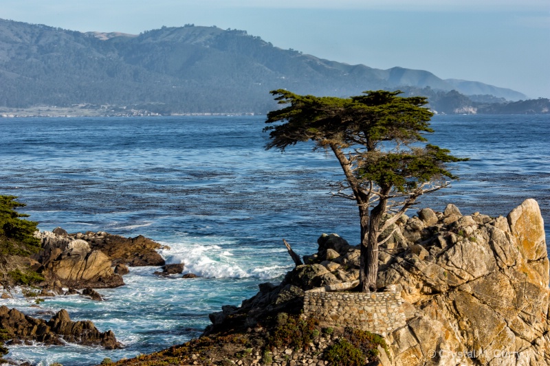 The Lone Cypress 
