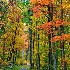 2Strolling Along An Autumn Trail - ID: 13932142 © Zelia F. Frick