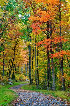 Strolling Along An Autumn Trail