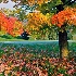 2Falling Leaves - ID: 13932146 © Zelia F. Frick