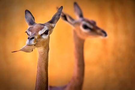 Gerenuk Pair