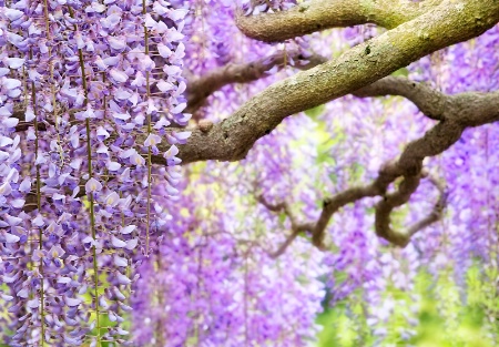 Wisteria