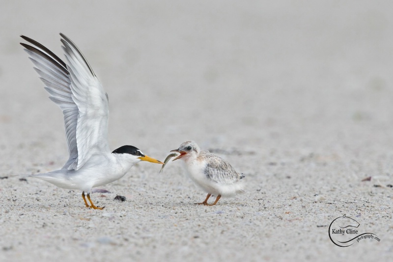Least Tern feeding her baby