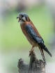 American Kestrel ...