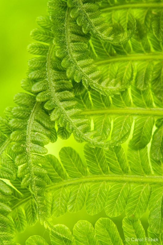 Unfolding Fern ` Winterthur Gardens - ID: 13935344 © Carol Flisak