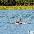 2Baby Dolphin - ID: 13936165 © Zelia F. Frick