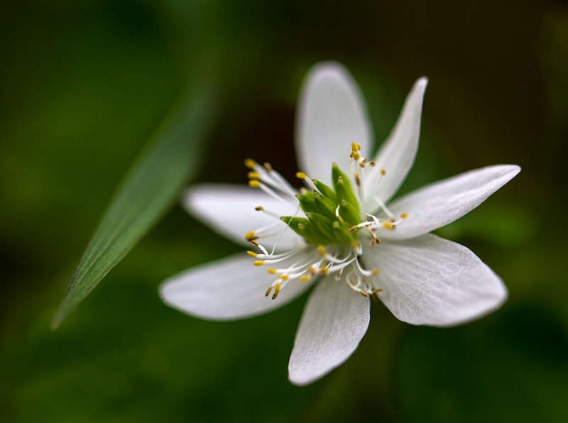 Spring Wildflower