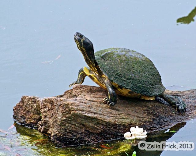 Turtle Lookout - ID: 13936774 © Zelia F. Frick
