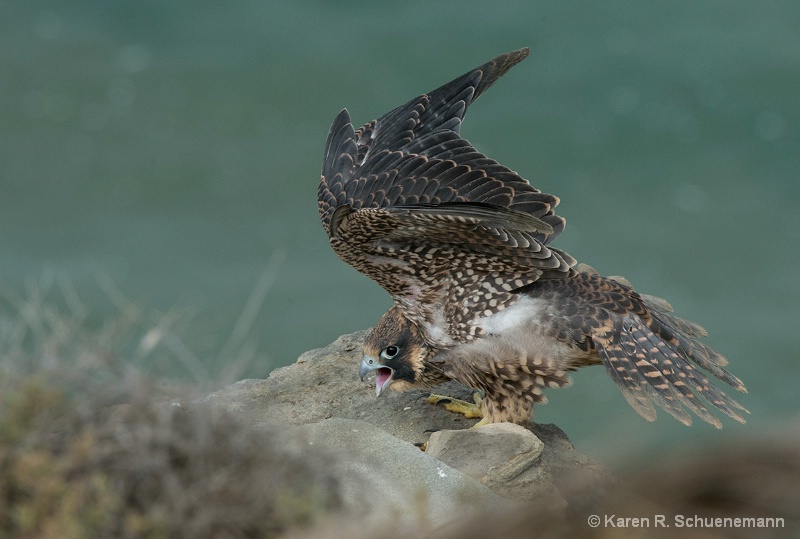 Peregrine Landing