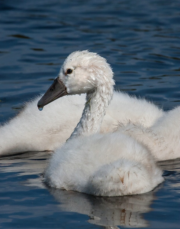 Drip Dry Cygnet