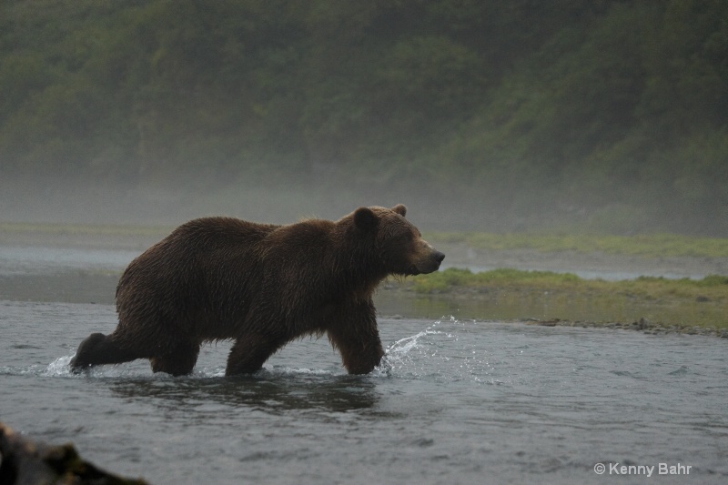 Brown Bear in foggy stream
