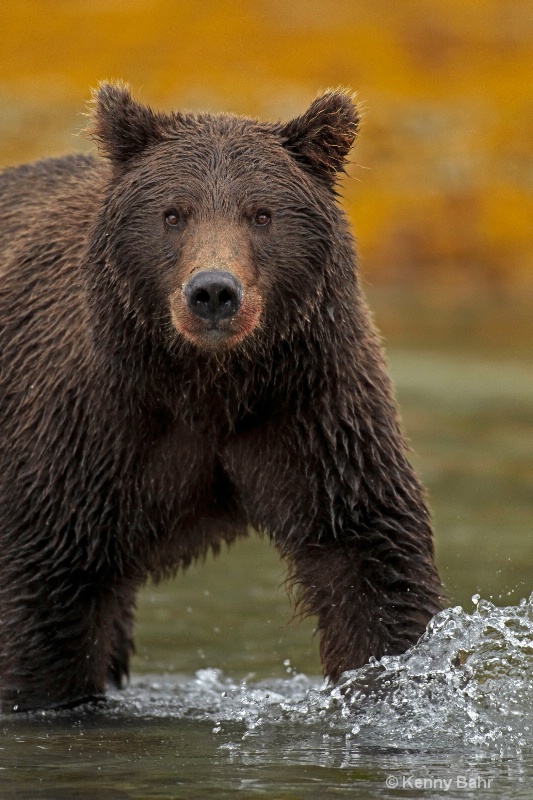 Brown Bear fishing