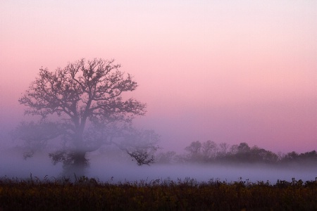 Fall Fog