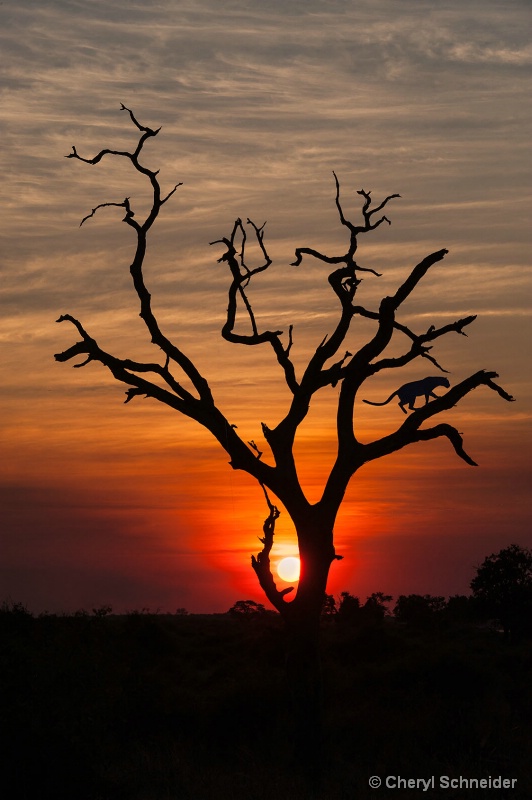 Sunset In Botswana 1301