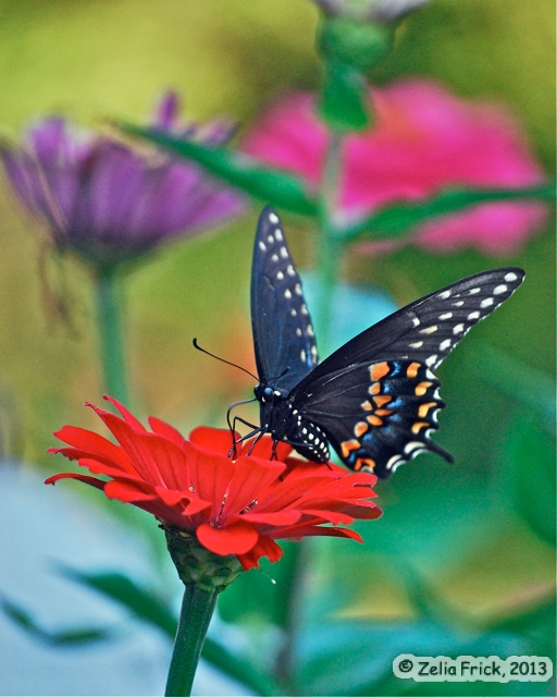 Black Swallowtail on Red Zinnia - ID: 13937949 © Zelia F. Frick