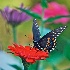 2Black Swallowtail on Red Zinnia - ID: 13937949 © Zelia F. Frick
