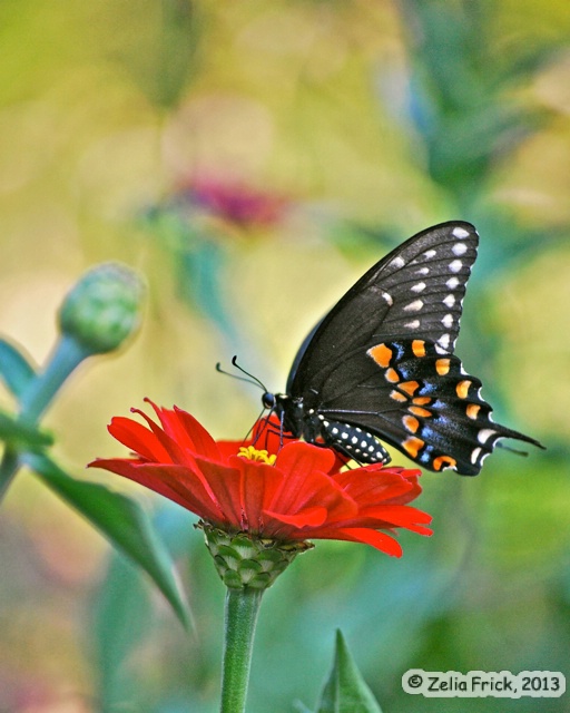 Black Swallowtail - Female - ID: 13937950 © Zelia F. Frick