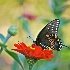 2Black Swallowtail - Female - ID: 13937950 © Zelia F. Frick