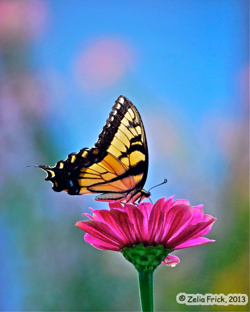 Butterfly Splendor - ID: 13937954 © Zelia F. Frick