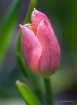 Last Tulip