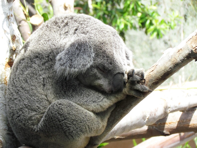 Koala nap