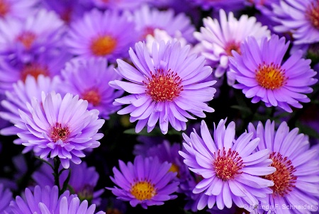 Purple Fleurs