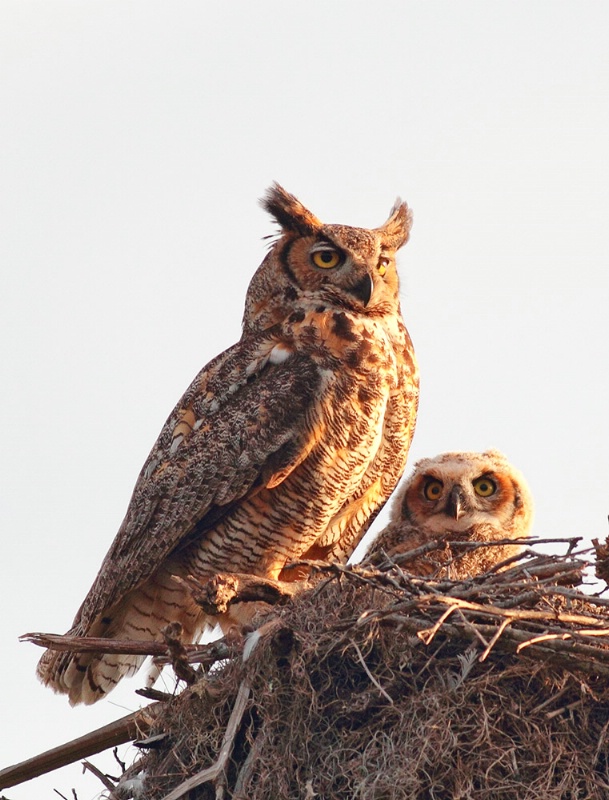 Grt Horned Owl Mom and Baby