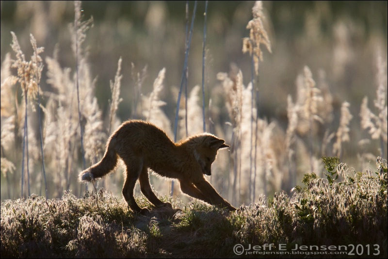 Red Fox Kit