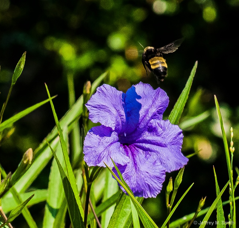 Bumble Bee in Flight
