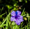 Bumble Bee in Fli...